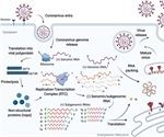 Amilorides reduce SARS-CoV-2 viral replication in vitro
