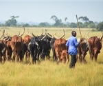 2018 anthrax outbreak in Uganda tied to infected cow meat, study finds