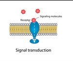 Signal Transduction: An Overview