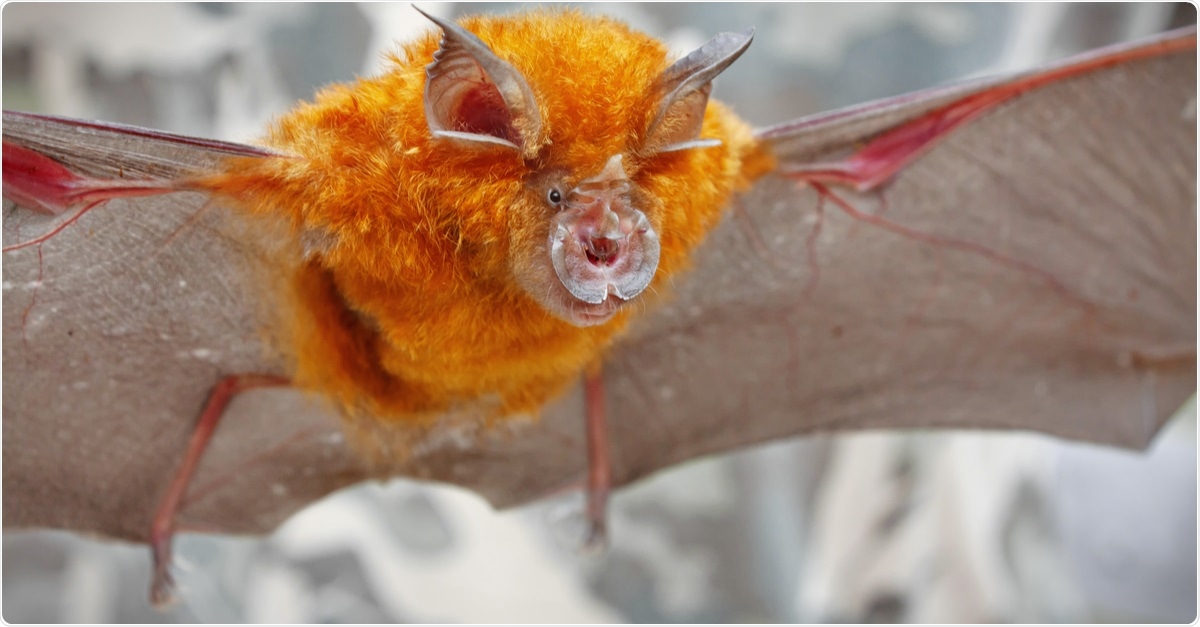 Study: Detection and Characterization of Bat Sarbecovirus Phylogenetically Related to SARS-CoV-2, Japan. Image Credit: Binturong-tonoscarpe / Shutterstock