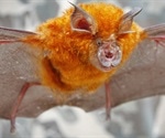 Scientists detect a sarbecovirus phylogenetically related to SARS-CoV-2 from bats in Japan