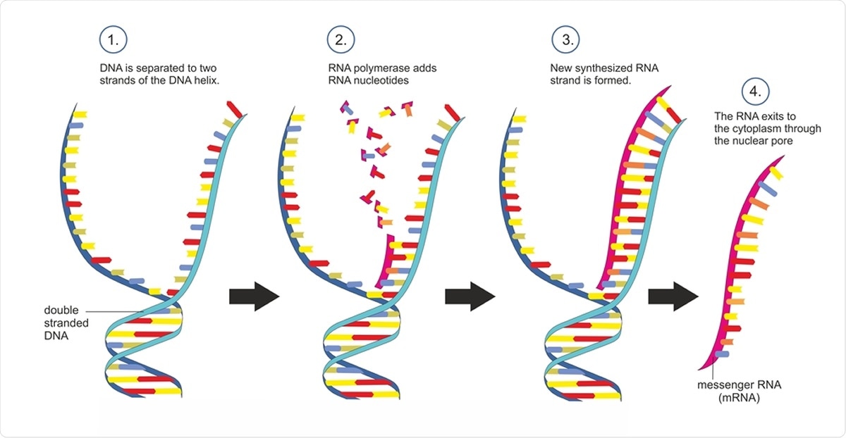 Double-stranded DNA is copied into single-stranded messenger RNA in a transcription. Image Credit: Soleil Nordic