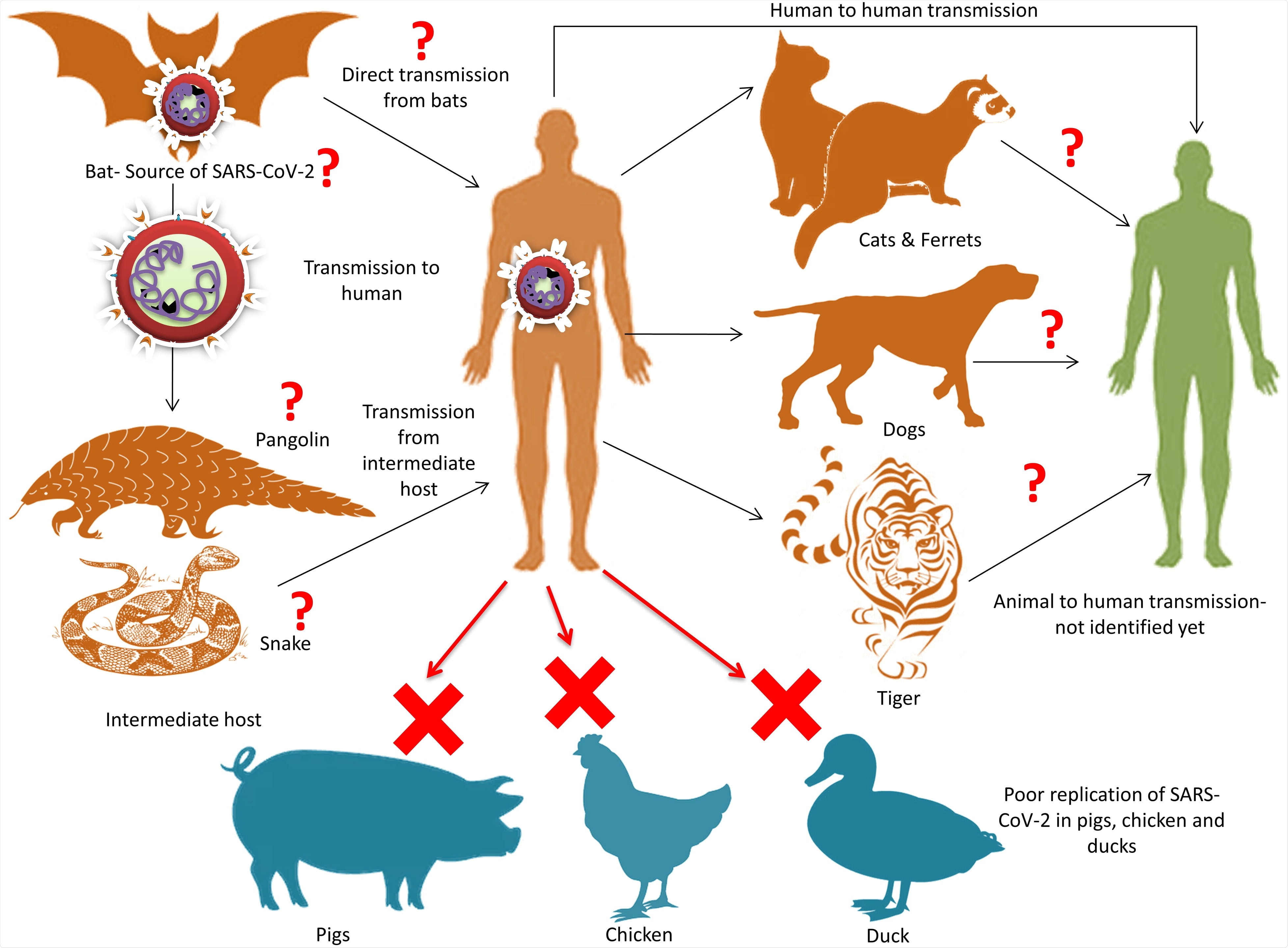 Zoonotic links of SARS-CoV-2. Bat has been reported as the reservoir source of SARS-CoV-2. The intermediate host is not yet elucidated clearly and presently snake and/or pangolins are reported to the intermediate host. Reports regarding the transmission of SARS-CoV-2 from human to animal have been speculated. Study also shows that SARS-CoV-2 replicate poorly in pig, chicken and duck while ferrets and cats are susceptible.