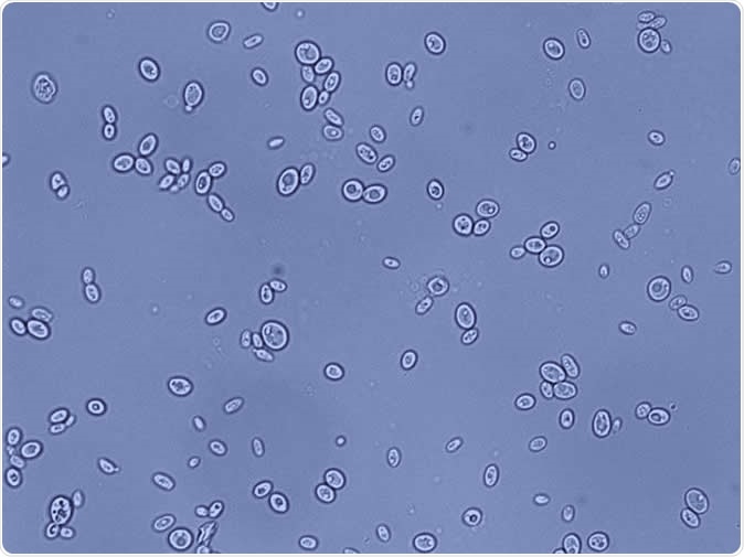 Candida glabrata is a species of haploid yeast of the genus Candida. C. glabrata is generally a commensal of human mucosal tissues, but in today