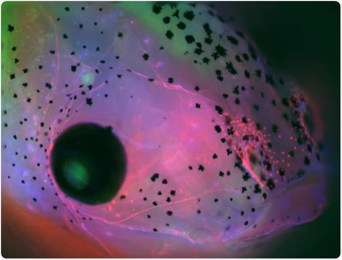 Face of a Xenopus laevis (frog) embryo developed with brain, showing parts of the central nervous system in green (brain on the top down to the middle and retina of the eye to the left) and cranial nerves in red. Image Credit: Celia Herrera-Rincon, Tufts University