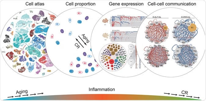 The illustration represents the ways in which caloric restriction affects various aspects of cellular function, with the overall result of reducing inflammation and the activity of many aging-related genes. Credit: Salk Institute