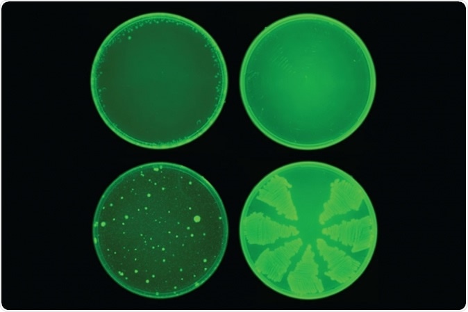 MIT researchers used a machine-learning algorithm to identify a drug called halicin that kills many strains of bacteria. Halicin (top row) prevented the development of antibiotic resistance in E. coli, while ciprofloxacin (bottom row) did not. Image: courtesy of the Collins Lab at MIT