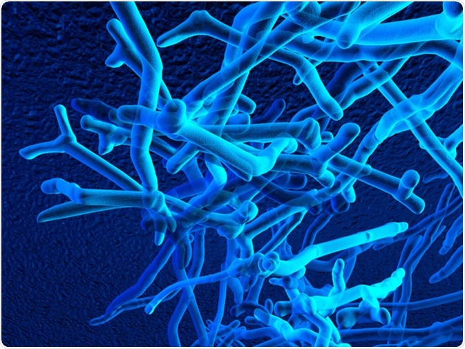 Ejemplo de Bifidobacteria 3D. Haber: Liaskovskaia Ekaterina/Shutterstock