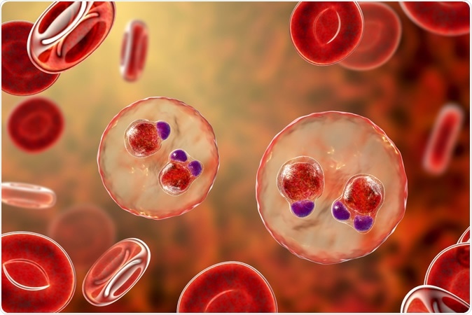 Malaria-infected red blood cells. 3D illustration showing ring-form trophozoites of malaria parasite Plasmodium falciparum inside red blood cells, the causative agent of tropical malaria. Image Credit: Kateryna Kon / Shutterstock