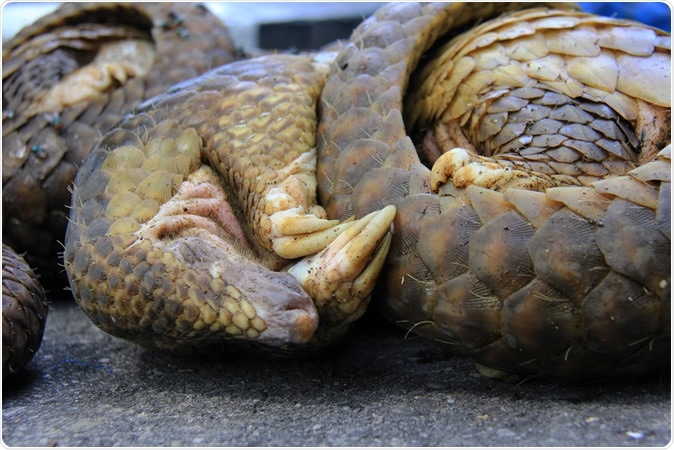 Pangolins from smuggling are secured at the Natural Resources Conservation Center Riau, Pekanbaru, Indonesia, Wednesday. Image Credit: Arief Budi Kusuma / Shutterstock