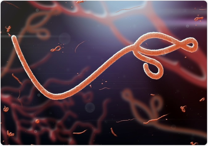 Ebola virus. Image Credit: Jaddingt / Shutterstock