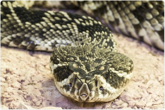 Eastern Diamondback rattlesnake (Crotalus adamanteus). Image Credit: Belizar / Shutterstock