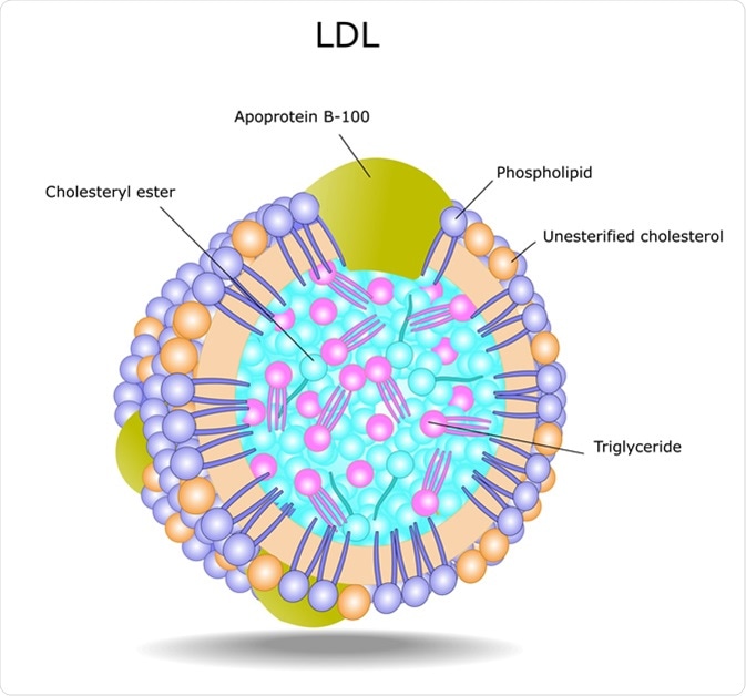 Structure of lipoprotein, the low-density lipoprotein (LDL). Image Credit: Ellepigrafica / Shutterstock