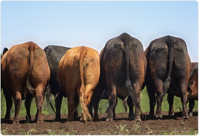 Beef cattle. Image Credit: Critterbiz / Shutterstock