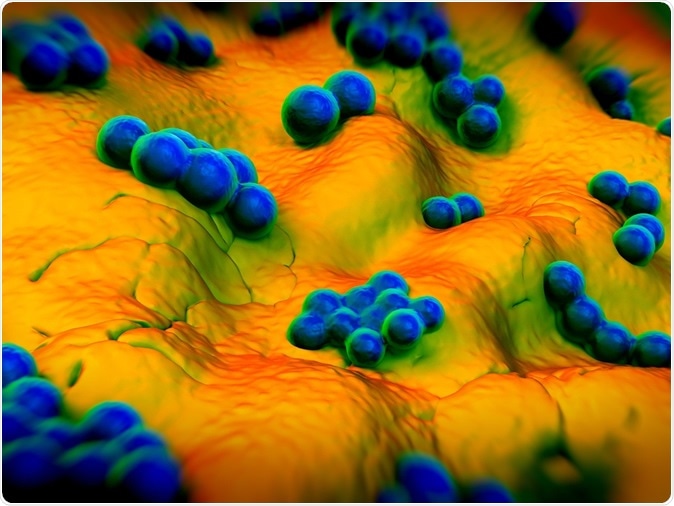 Staphylococcus aureus (MRSA) bacteria - 3d illustration. Image Credit: Shutterstock