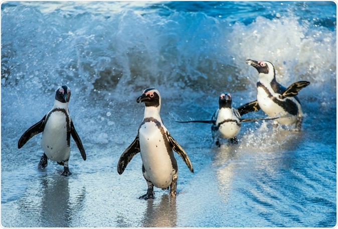 African penguin ( Spheniscus demersus) also known as the jackass penguin and black-footed penguin. Boulders colony. South Africa. Image Credit: Sergey Uryadnikov
