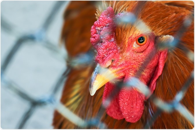 The new bird flu outbreak was reported on Feb. 1 in the Shuangqing district of Shaiyang City. Image Credit: Campre / Shutterstock