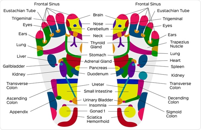 Foot reflexology chart.  Image Credt: Gritsalak Karalak / Shutterstock