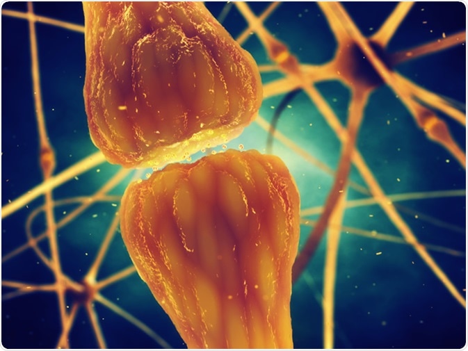 Synaptic transmission is the biological process by which neurotransmitters are released by a neuron and activate the receptors of another neuron. Image Credit: Nobeastsofierce / Shutterstock