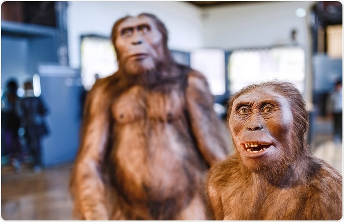 VIENNA, MUSEUM OF NATURAL HISTORY, AUSTRIA: Installation demonstrating the prehistoric ancestors of man homo erectus. Image Credit: Shutterstock