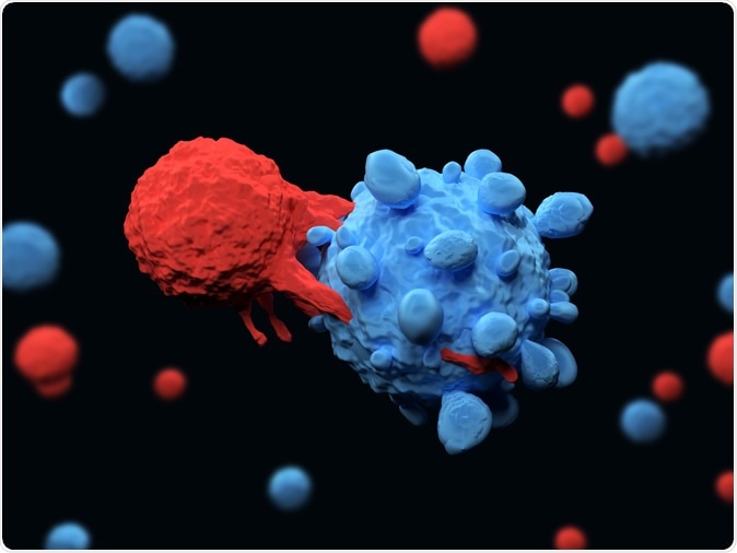 3d illustration of an immune system T cell killing a cancer cell. Image Credit: Meletios Verras / Shutterstock