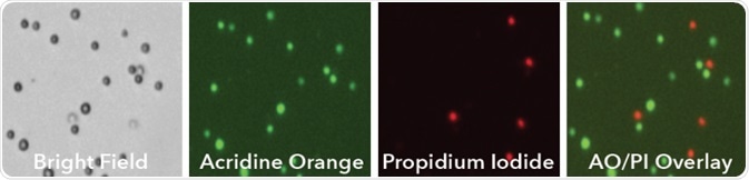 Human PBMC sample stained with Acridine Orange/Propidium iodide (AO/PI) and imaged using bright field and fluorescence on Cellaca MX.