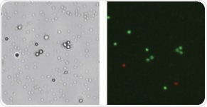 Bright field and fluorescent images of PBMCs. In brightfield, white blood cells, platelets, and red blood cells are seen. Nuclear fluorescent staining using both green and red channels accurately identifies only the white blood cells.
