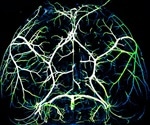 New understanding of neurovascular coupling
