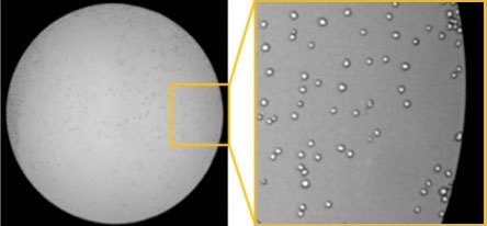 Brightfield image taken with Celigo Imaging Cytometer at the edge of a well on a 96-well microplate showing enhanced image quality and contrast.