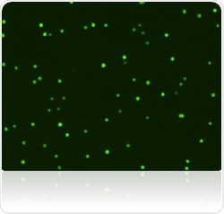Green fluorescent live cell image.