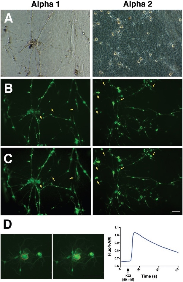 DRG neurons elicit action potentials when cultured on Alpha 1 and Alpha 2 hydrogels. A) DRG cultures were established on Alpha 1 (left) and Alpha 2 (right) and allowed to sprout neurites for 72 h. B) Cells were loaded with Fluo-4 and following KCl 50 × 10− 3 challenge C) they showed an increase in Ca2+-dependent intracellular fluorescence (yellow arrows). D) Representative high magnification images of DRG neurons before (left) and during (right) KCl stimulation and  corresponding trace showing an increase in [Ca2+]i measured within the regions of interest (red dotted circles). Scale bars 100 μm.