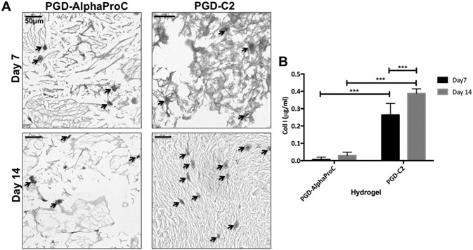 Characterization of type I collagen production. A) Immunohistological images of type I collagen production by rOSFs cultured in PGDAlphaProC and PGD-C2 hydrogels after 7 and 14 d. B) Quantification of type I collagen production by rOSFs cultured in PGD-AlphaProC and PGD-C2  hydrogels at days 7 and 14. Values indicate mean amount of collagen values ±SD where n = 3 (three replicates in a single experiment). Arrows indicate the presence of rOSFs surrounded by deposition of collagen type I within the hydrogels.