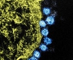 Researchers generate synthetic SARS-like bat coronavirus