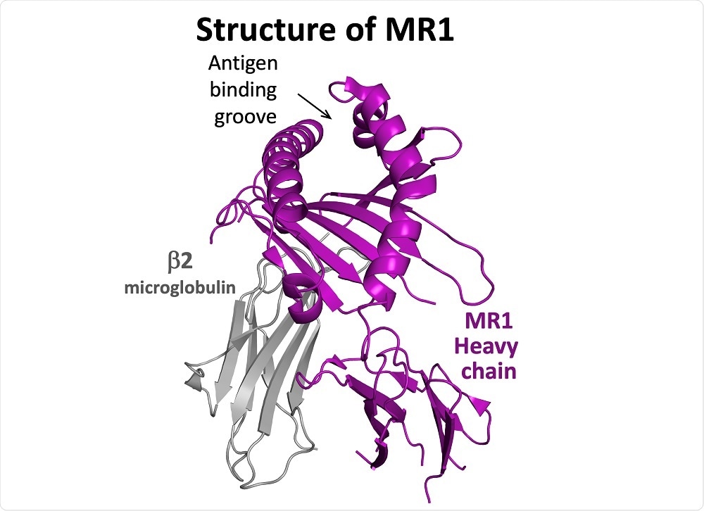 MR1 Structure
