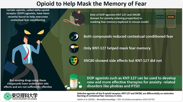 Researchers find the potential of opioid drug to help mask fear memory