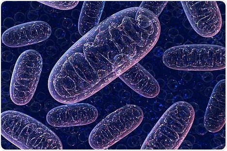 Researchers identify control of a mitochondrial protective mechanism