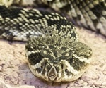 Scientists use toxin from rattlesnake venom for chronic pain