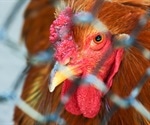 China reports H5N1 bird flu in Hunan amid coronavirus crisis