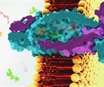 Scientists discover tuberculosis bacterium channels vitamins into the cell