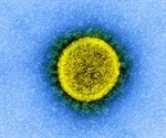 Coronaviruses represent a source of pandemic viruses