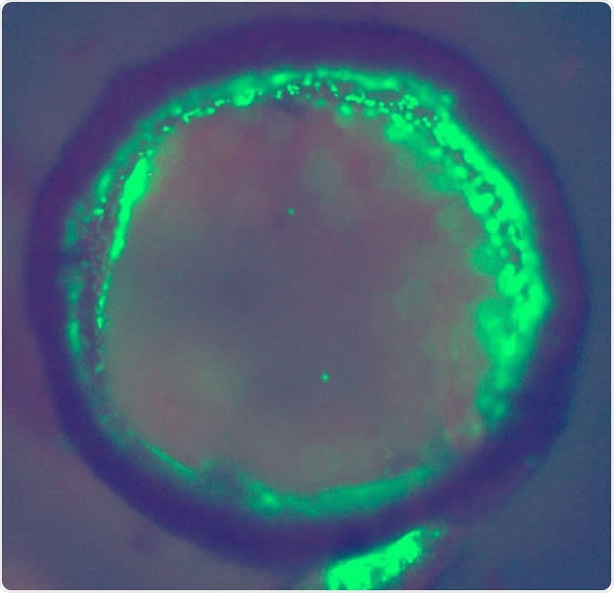 Cross-section of a bioprinted tubular structure with endothelial cells (green) on and embedded within the wall. Image credit: Professor Alvaro Mata