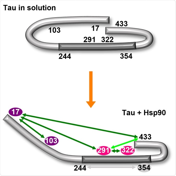 The chaperone HSP-90 opens the characteristic paper clip conformation (top) of the tau protein. The central region of the molecule is thereby exposed (bottom). Illustration: University of Konstanz