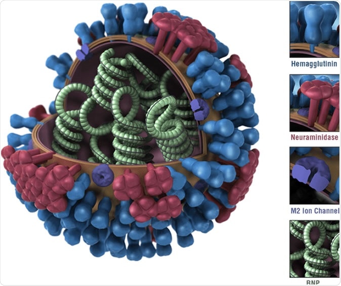 Diagram of an influenza virus. Influenza A viruses are classified by subtypes based on the properties of their hemagglutinin (H) and neuraminidase (N) surface proteins. There are 18 different HA subtypes and 11 different NA subtypes. Subtypes are named by combining the H and N numbers – e.g., A(H1N1), A(H3N2).