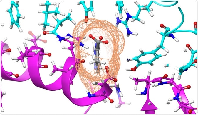 The compound, shown in gray, was calculated to bind to the SARS-CoV-2 spike protein, shown in cyan, to prevent it from docking to the Human Angiotensin-Converting Enzyme 2, or ACE2, receptor, shown in purple. Credit: Micholas Smith/Oak Ridge National Laboratory, U.S. Dept. of Energy