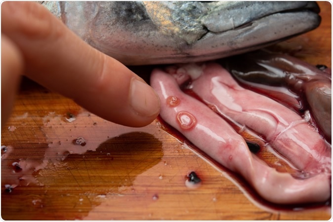 Anisakis infested the viscera of mackerel. Image Credit: Purino / Shutterstock