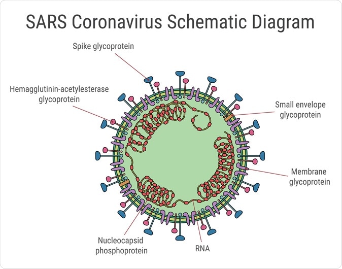 SARS coronavirus schematic diagram.  Novel Coronavirus 2019. 2019-nCoV. Image Credit: Moomchak V. Design