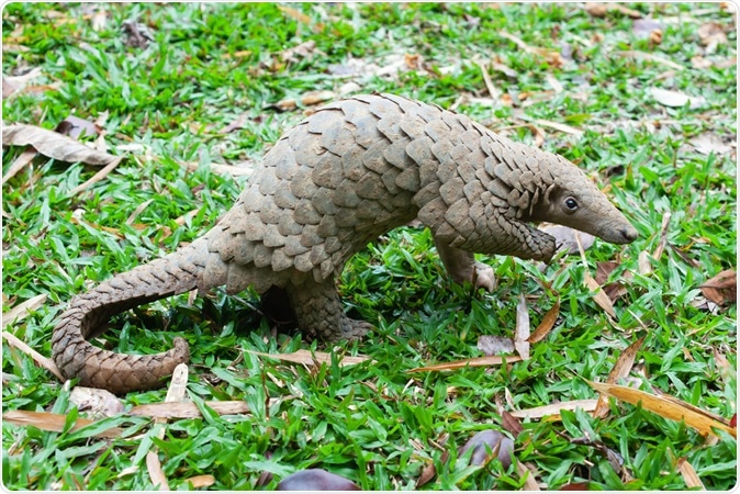 Java Pangolin (Manis javanica) smuggled in Asia and popularly consumed as scales are an ingredient in Chinese medicine. Wildlife crime. Image Credit: Binturong-tonoscarpe / Shutterstock