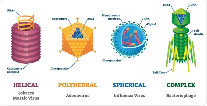 Types of viruses. Helical, polyhedral, spherical and complex structure models. Image Credit: VectorMine / Shutterstock