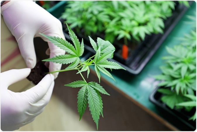 Cannabis no ambiente do laboratório. Crédito de imagem: Photolona/Shutterstock