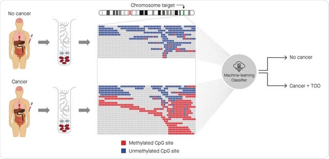 Identification of cancer status for more than 50 cancer types, as well as tissue of origin localization, from a single blood draw. Cell-free DNA is isolated from blood samples drawn from a patient without cancer (top) or with cancer (bottom), and subjected to a targeted methylation sequencing assay. Sequencing results identifying methylated (red) or unmethylated (blue) CpG regions are fed into a machine-learning classifier that can identify the presence or absence of cancer, as well as identify the tissue of origin (TOO).​